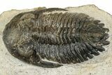 Detailed Hollardops Trilobite Fossil - Ofaten, Morocco #351260-1